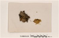 藏品(日本肺衣)的圖片